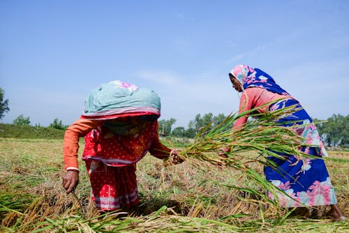 Two Women Working in a Field 