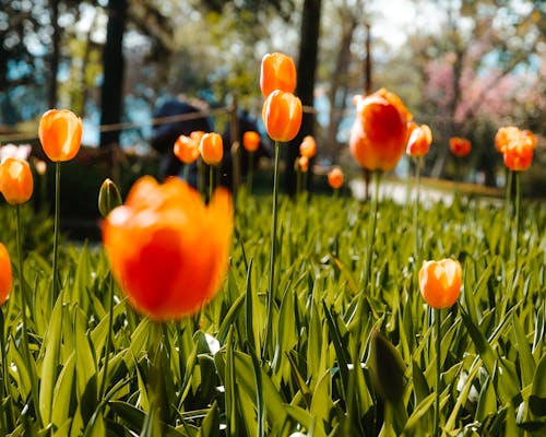 Sunlit, Orange Flowers