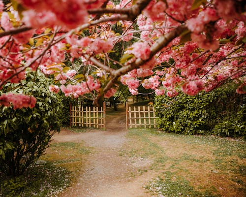 Blooming Cherry Tree in Rural Yard