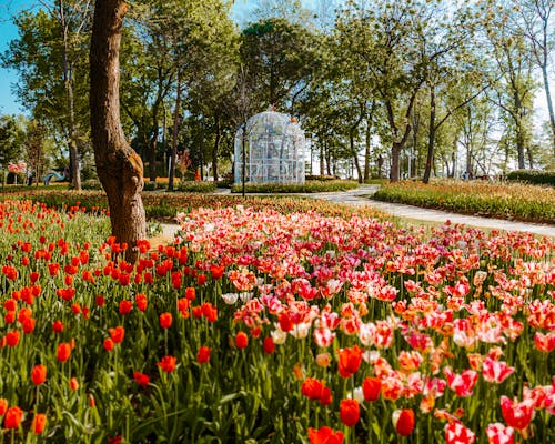 Flower Field in a Park 