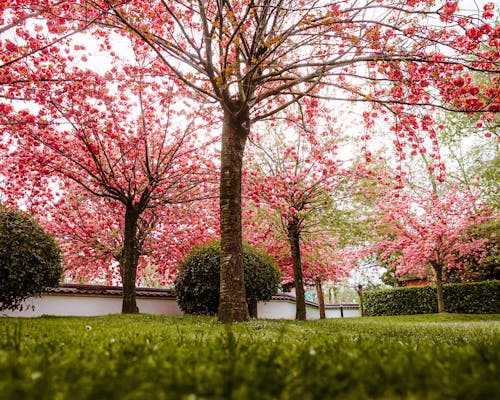 Blossoming Cherry Trees in Garden