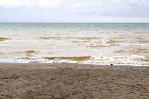 Birds Walking on Sand Seashore 
