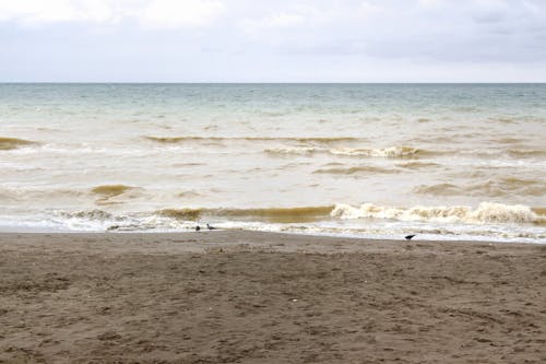 คลังภาพถ่ายฟรี ของ การเดิน, คลื่น, ชายหาด