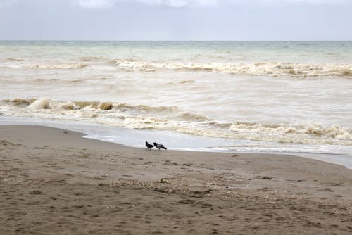 Foto profissional grátis de água, andando, areia