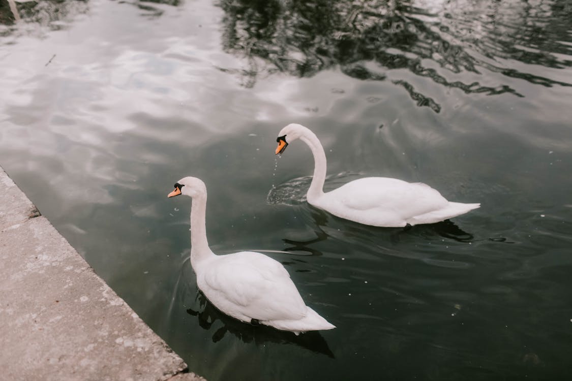 White Swan on the Water