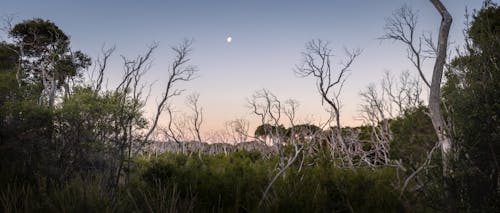 Základová fotografie zdarma na téma les, noc, obloha