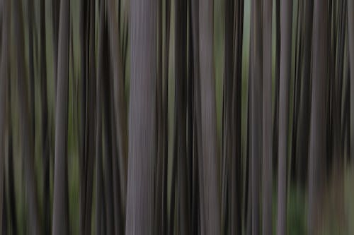 Gratis lagerfoto af abstrakt, grøn, skov