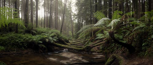 Základová fotografie zdarma na téma hluboký, les, příroda