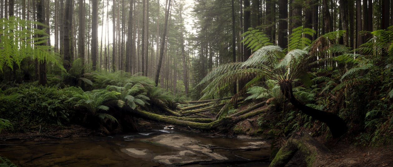 Green Trees in Forest