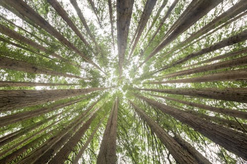 冠, 木, 森林の無料の写真素材