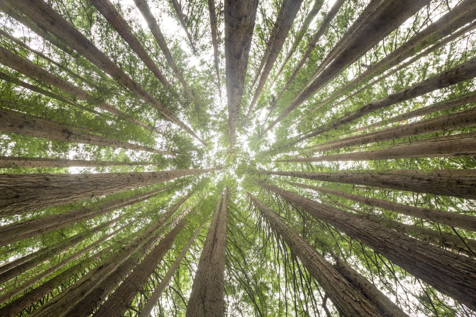 Redwood AI Corp. Eyes Quantum.IQ Acquisition: A Strategic Move in the AI Landscape