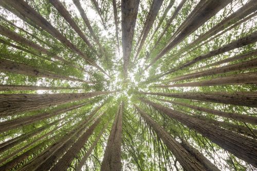 Free Soaring redwoods in Cape Otway VIC create a breathtaking natural canopy. Stock Photo
