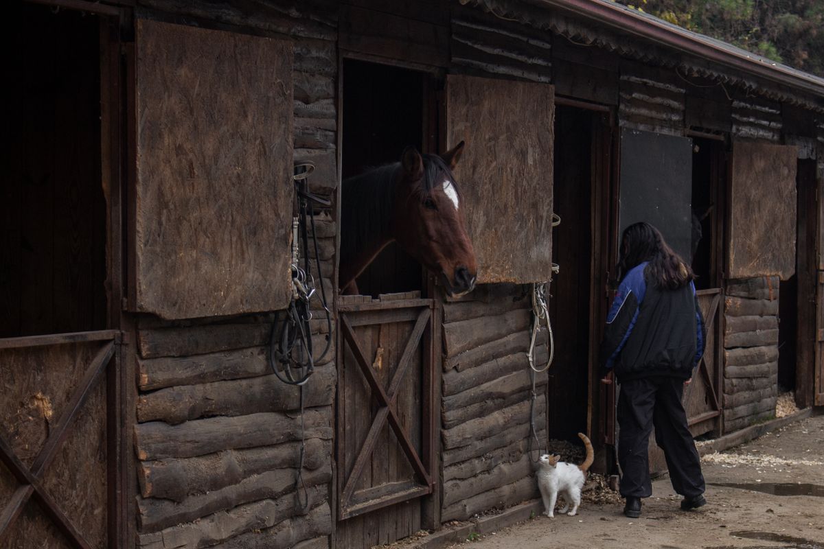 Une femme interagit avec un cheval dans une écurie rustique aux côtés d’un chat, suggérant un cadre rural.