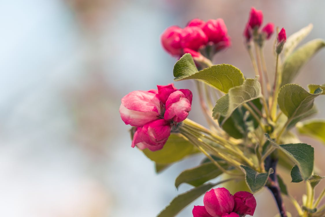 Gratis stockfoto met achtergrond, behang, bloemblaadjes