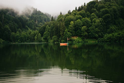 Foto profissional grátis de cênico, floresta, lago