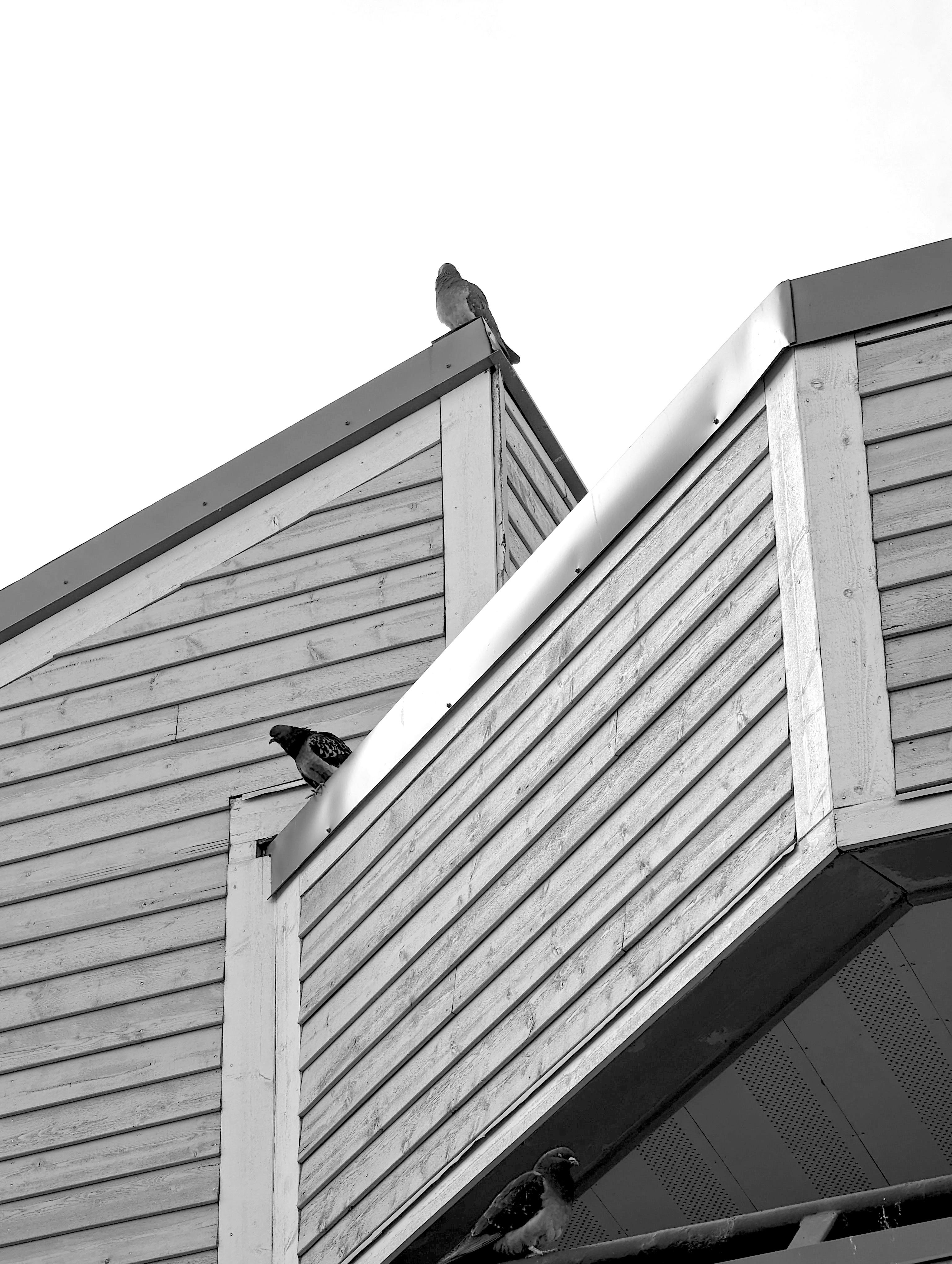 a-wet-pigeon-in-the-rain-free-stock-photo