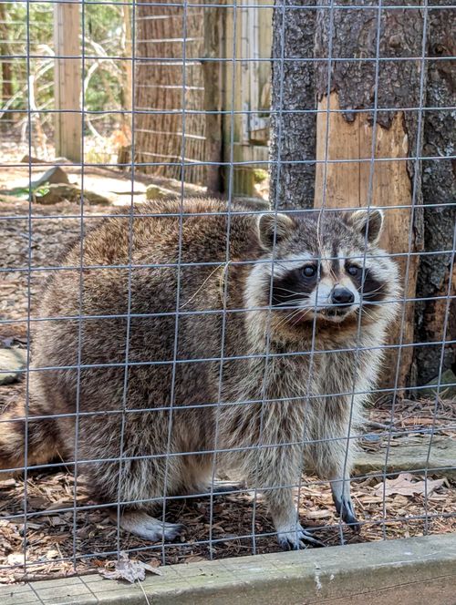 Free A wild raccoon standing behind a cage in a zoo, captured in Halifax, Canada. Portrait view. Stock Photo