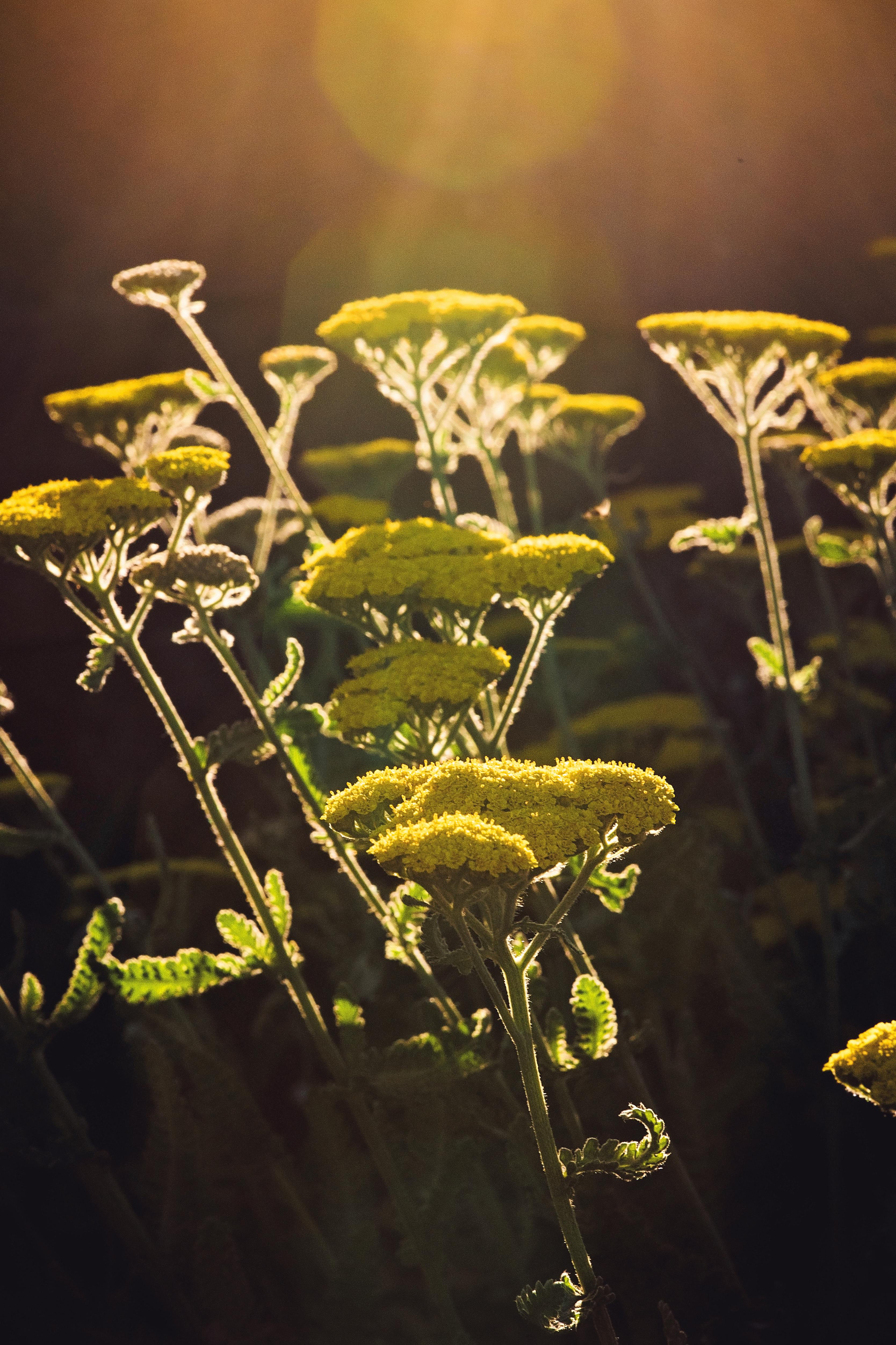 Free stock photo of dark, death, flowers