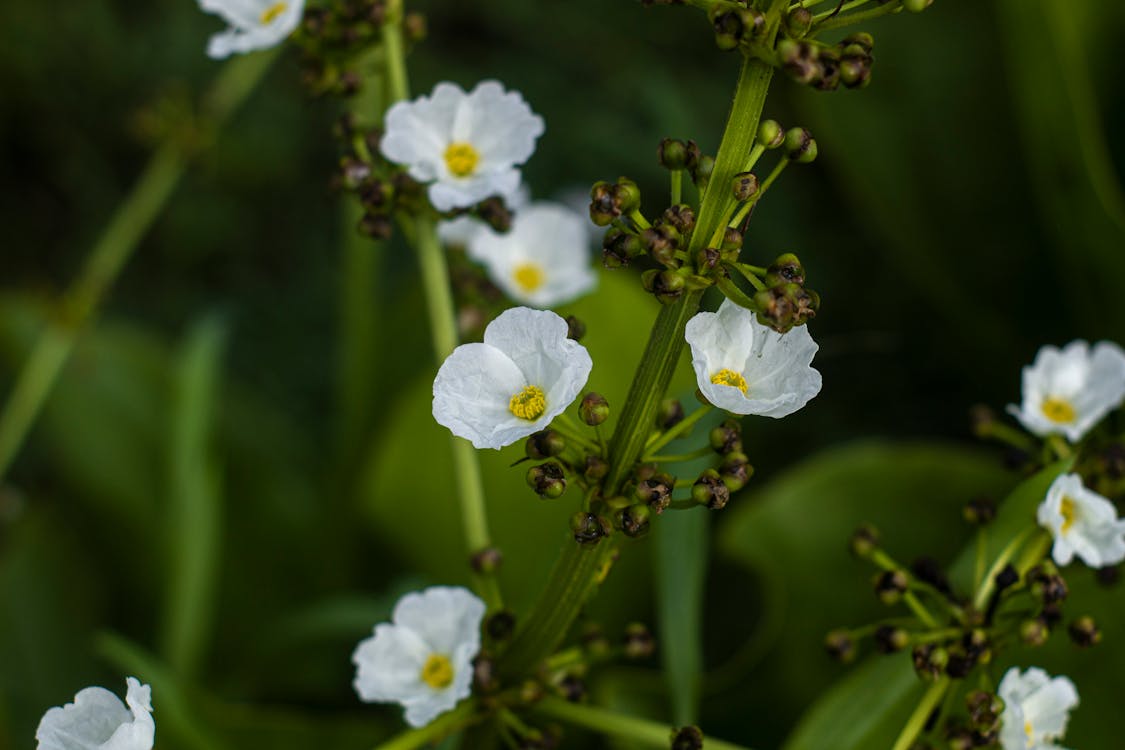 Foto stok gratis bidang, bunga-bunga, Daun-daun