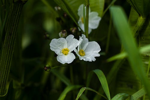 Gratis lagerfoto af blomst baggrund, grøn og hvid, hvid blomst
