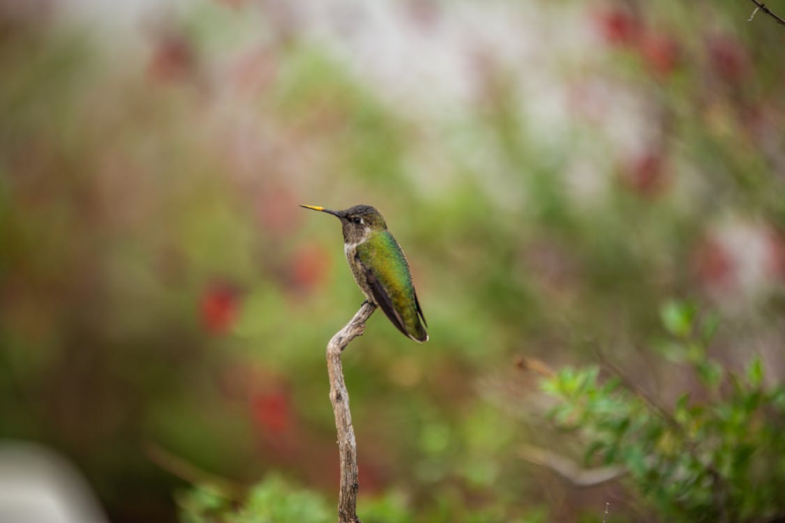 Photo Gratuite De Colibri Observatoire De Griffith Petits Oiseaux Photo Gratuite De Colibri Observatoire De Griffith Petits Oiseaux