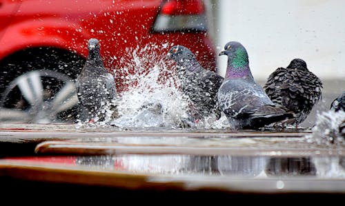 道路上の鳩のローアングル写真