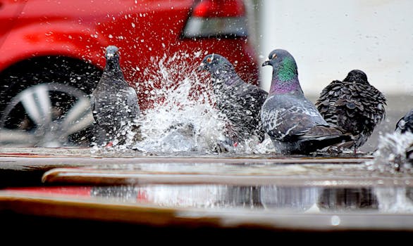 Vibrant pigeons splash in an urban puddle with colorful reflections and a blurred car in the background.