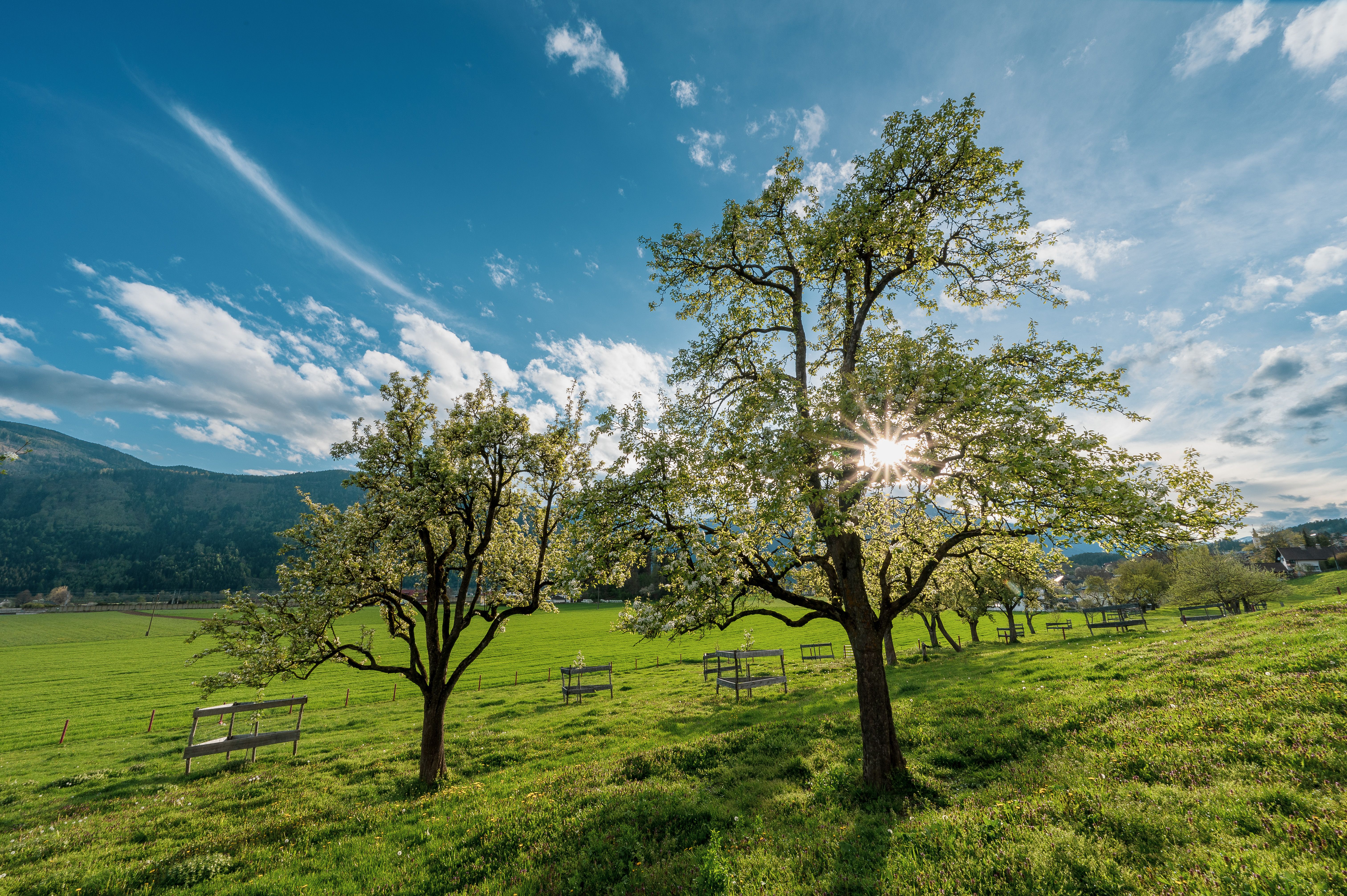 Baumpflege und Obstbaumschnitt