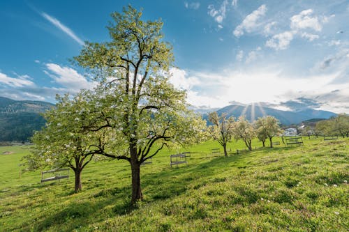 Trees on Grassland at Sunset