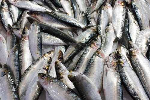 Free A close-up view of fresh sardines on ice at a seafood market, highlighting their shiny scales. Stock Photo