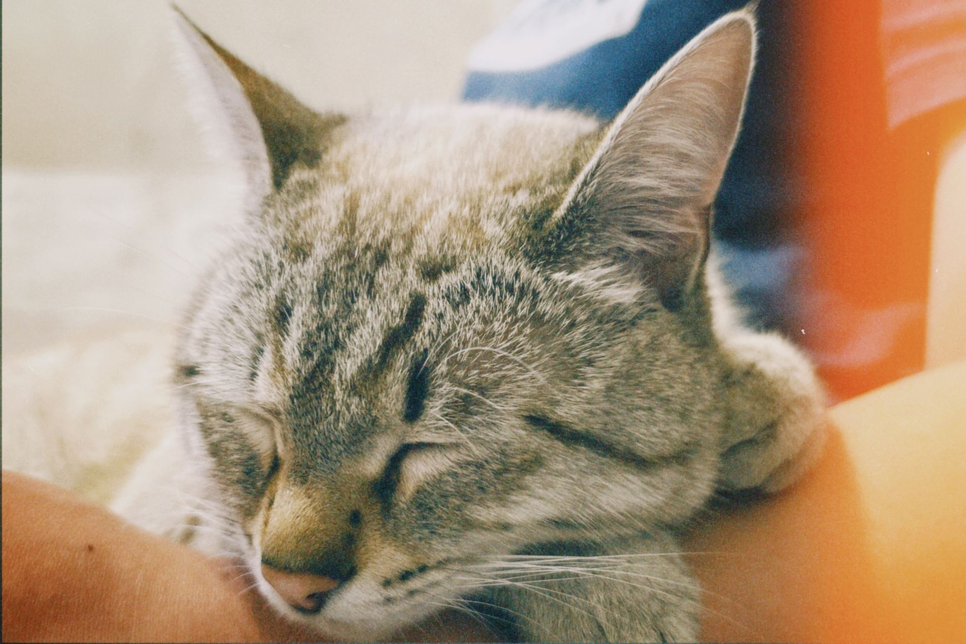 Portrait of a cat at a veterinary clinic