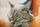 sleeping cat