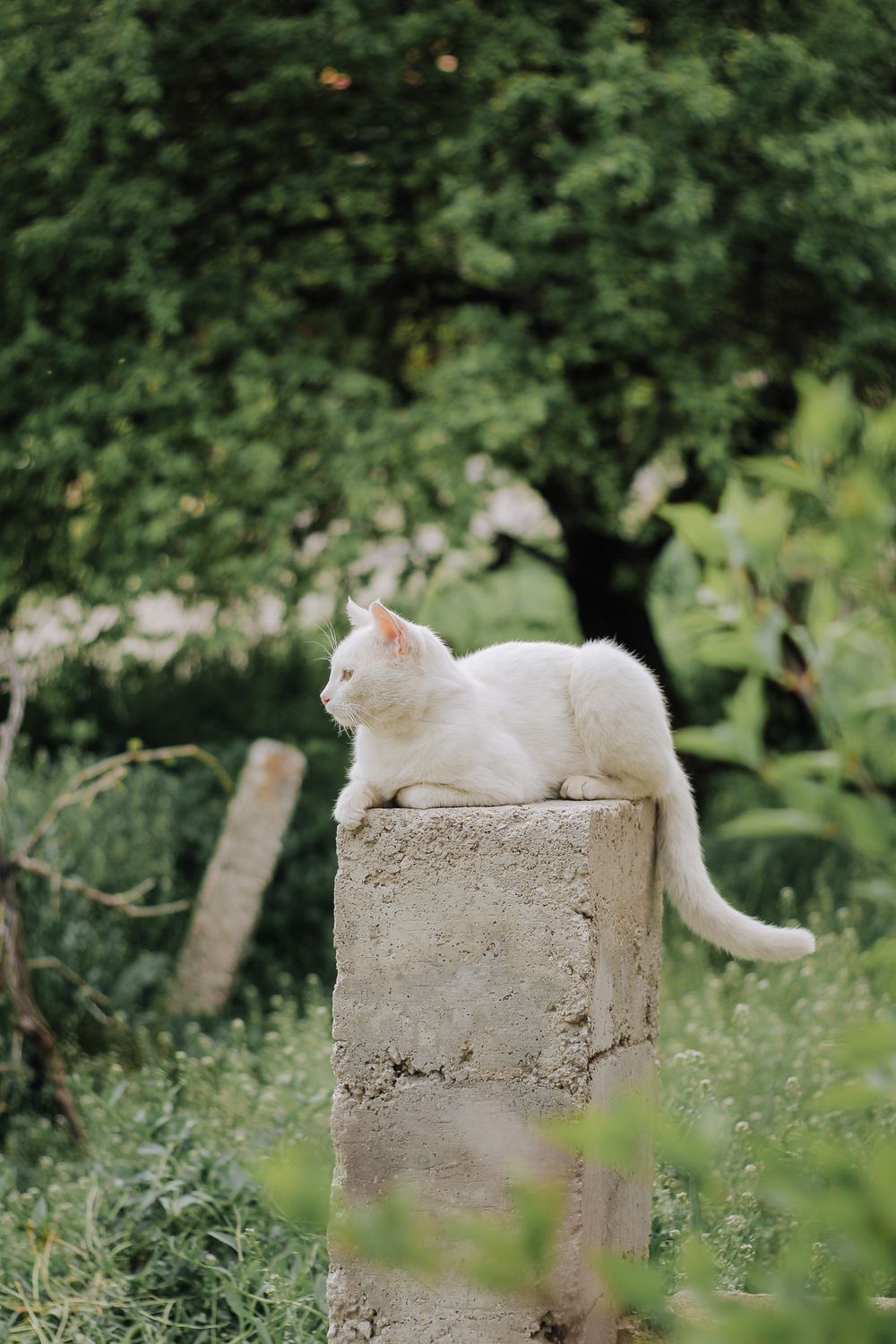 Fluffy Cat Sitting on Stone Column in Garden · Free Stock Photo