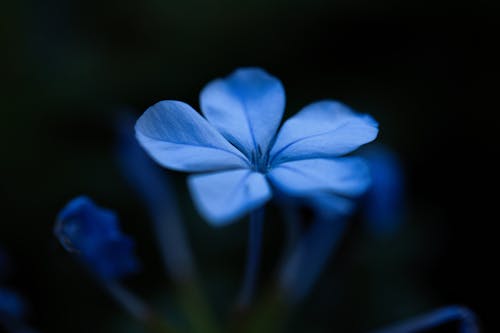 bitki, çiçek, karanlık içeren Ücretsiz stok fotoğraf