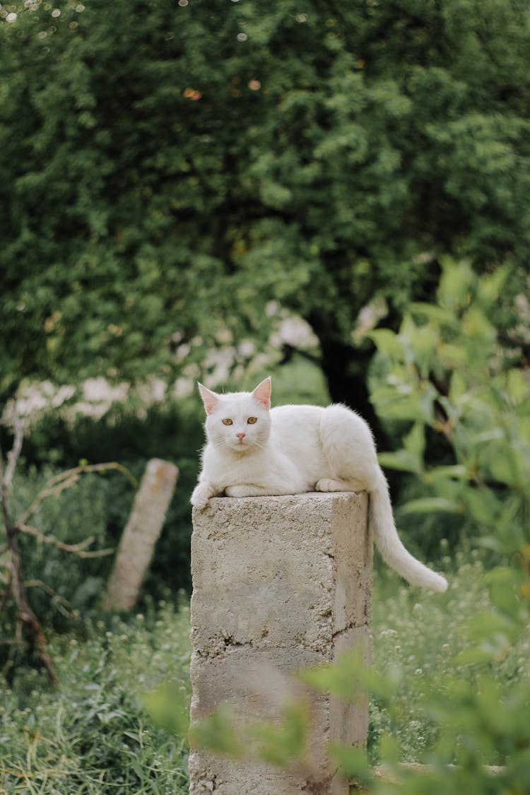 White Lying On Stony Post