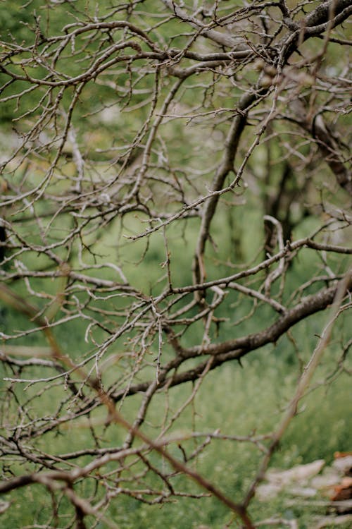 Foto d'estoc gratuïta de arbre, branques, fusta