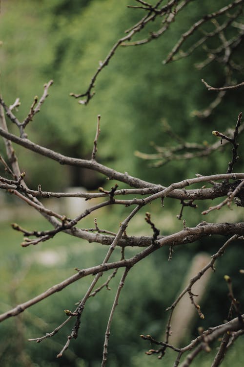 Gratis lagerfoto af grene, lodret skud, natur