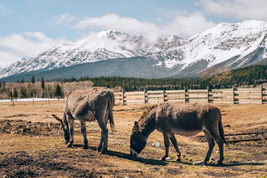 Two donkeys graze peacefully in a rural field with snow-covered mountains in the background.