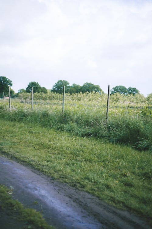 Kostenloses Stock Foto zu feld, feldweg, gras