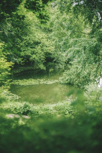 A serene pond surrounded by lush green trees in a forest setting, perfect for nature lovers.
