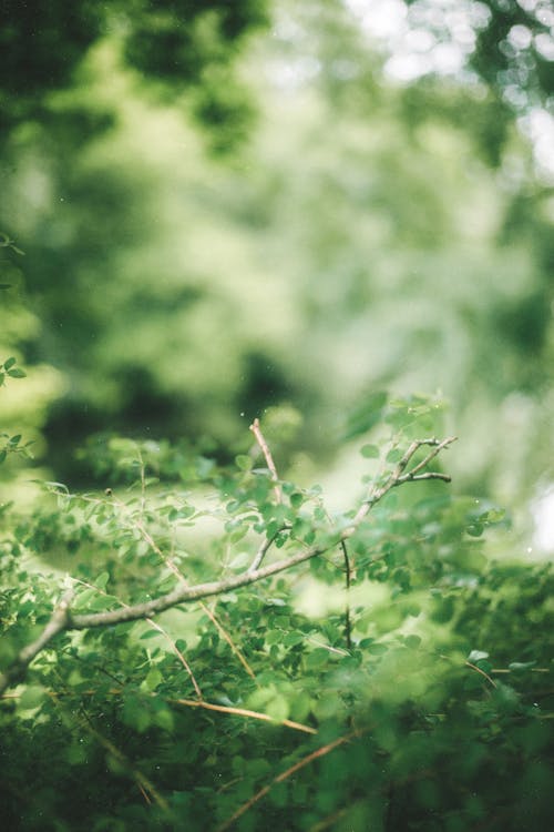 Photo of a Tree Branch 