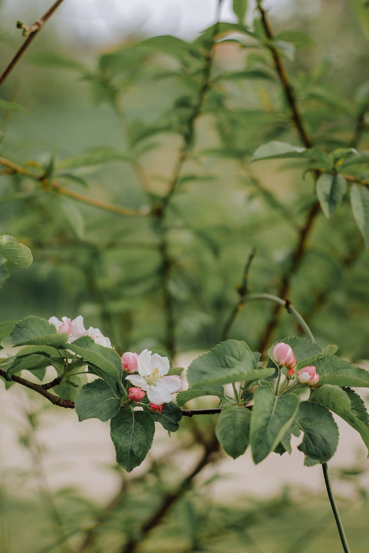 Tree Branches In Spring 