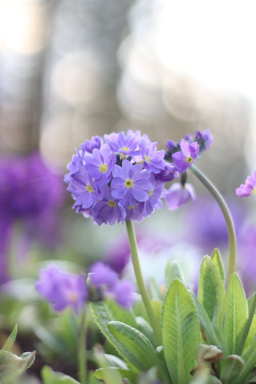 Foto d'estoc gratuïta de cap de flors, fòrum, naturalesa fotografia