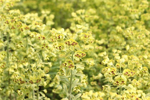 Foto profissional grátis de flowerhead, fotografia da natureza, voador