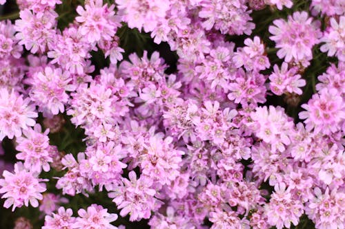 Foto d'estoc gratuïta de cap de flors, fòrum, naturalesa fotografia