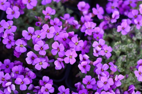 Foto d'estoc gratuïta de cap de flors, fòrum, naturalesa fotografia