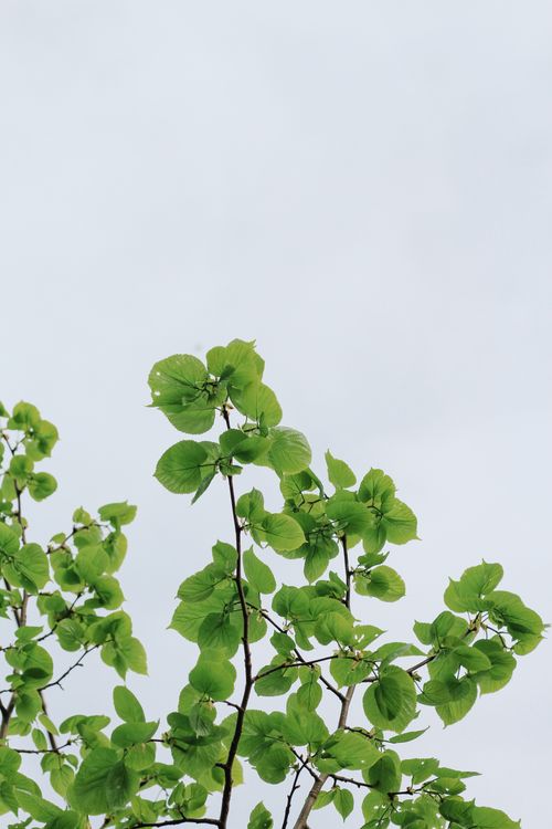 Free Vibrant green leaves on branches with clear sky background, ideal for nature themes. Stock Photo