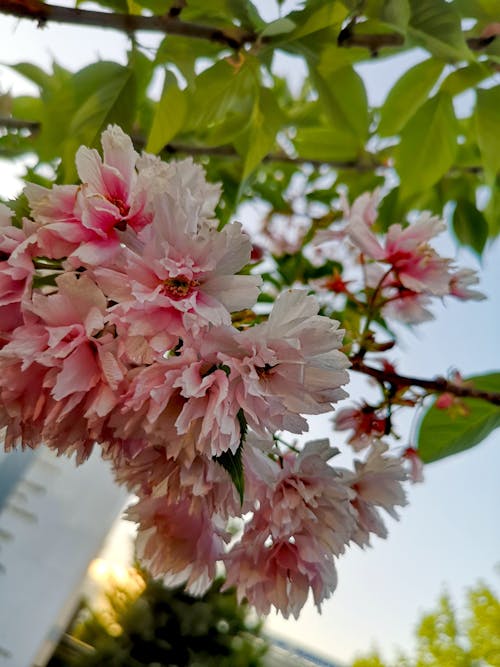 bahar, Bahar çiçekleri, sıcaklık içeren Ücretsiz stok fotoğraf