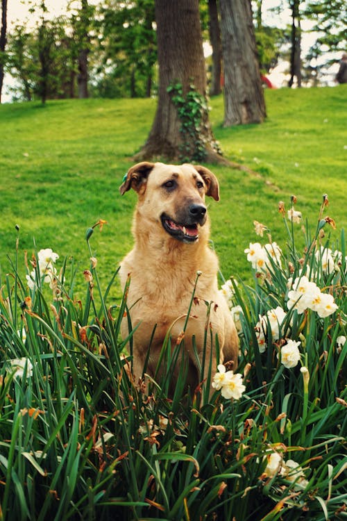 Cute Dog Sitting in Flowers in Summer Park