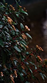 Close-up of rain-drenched shrub with delicate flowers on a dark, moody background.